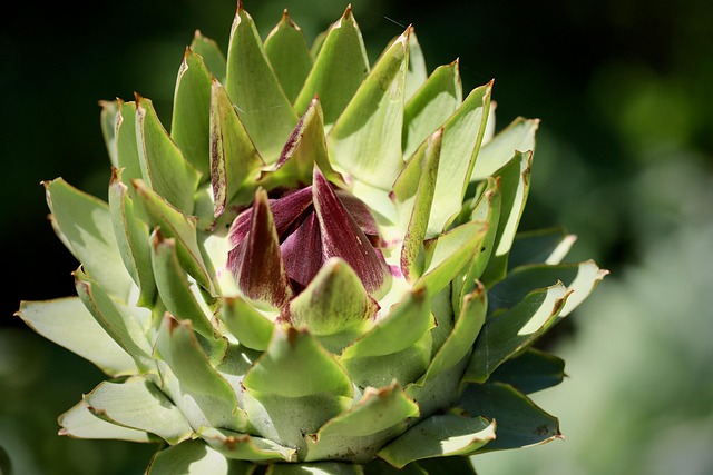 菊芋茶を飲むベストタイミング - 菊芋茶を飲むベストタイミング