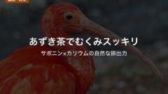 あずき茶でむくみスッキリ｜サポニン×カリウムの自然な排出力