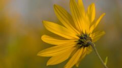 菊芋茶の飲み過ぎに注意｜適量と副作用を知って安全に楽しむガイド