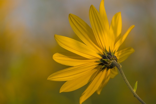 菊芋茶を飲むベストタイミング｜食前・食後・寝る前、いつが正解？ - jerusalem artichoke, flower background, flower