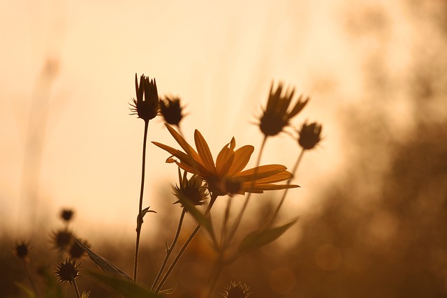 菊芋茶を飲むベストタイミング｜食前・食後・寝る前、いつが正解？ - jerusalem artichoke, yellow flower, sunflower,