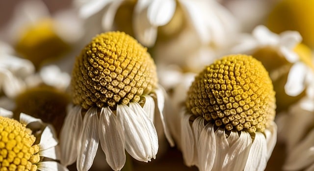 花粉症に良い食事