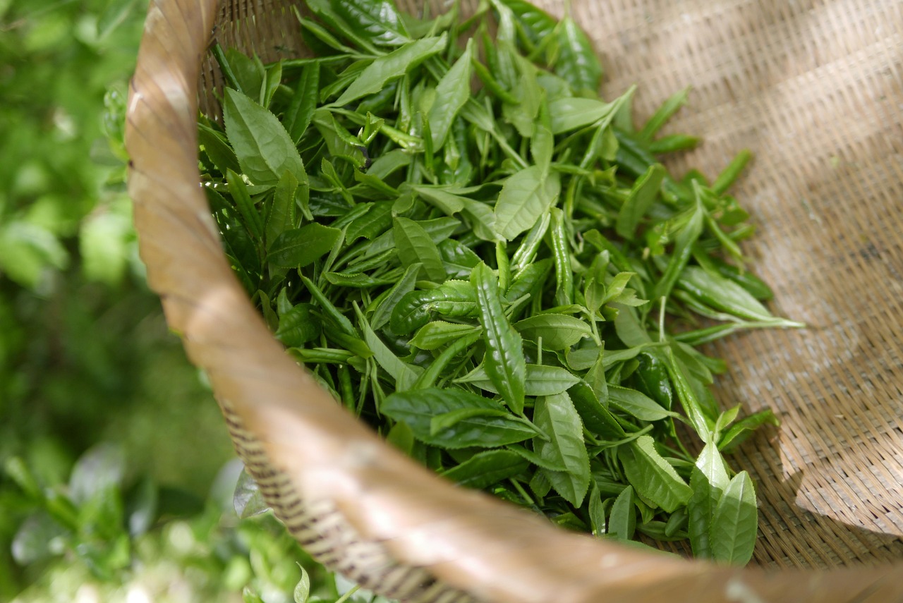 dokudami tea acne skin