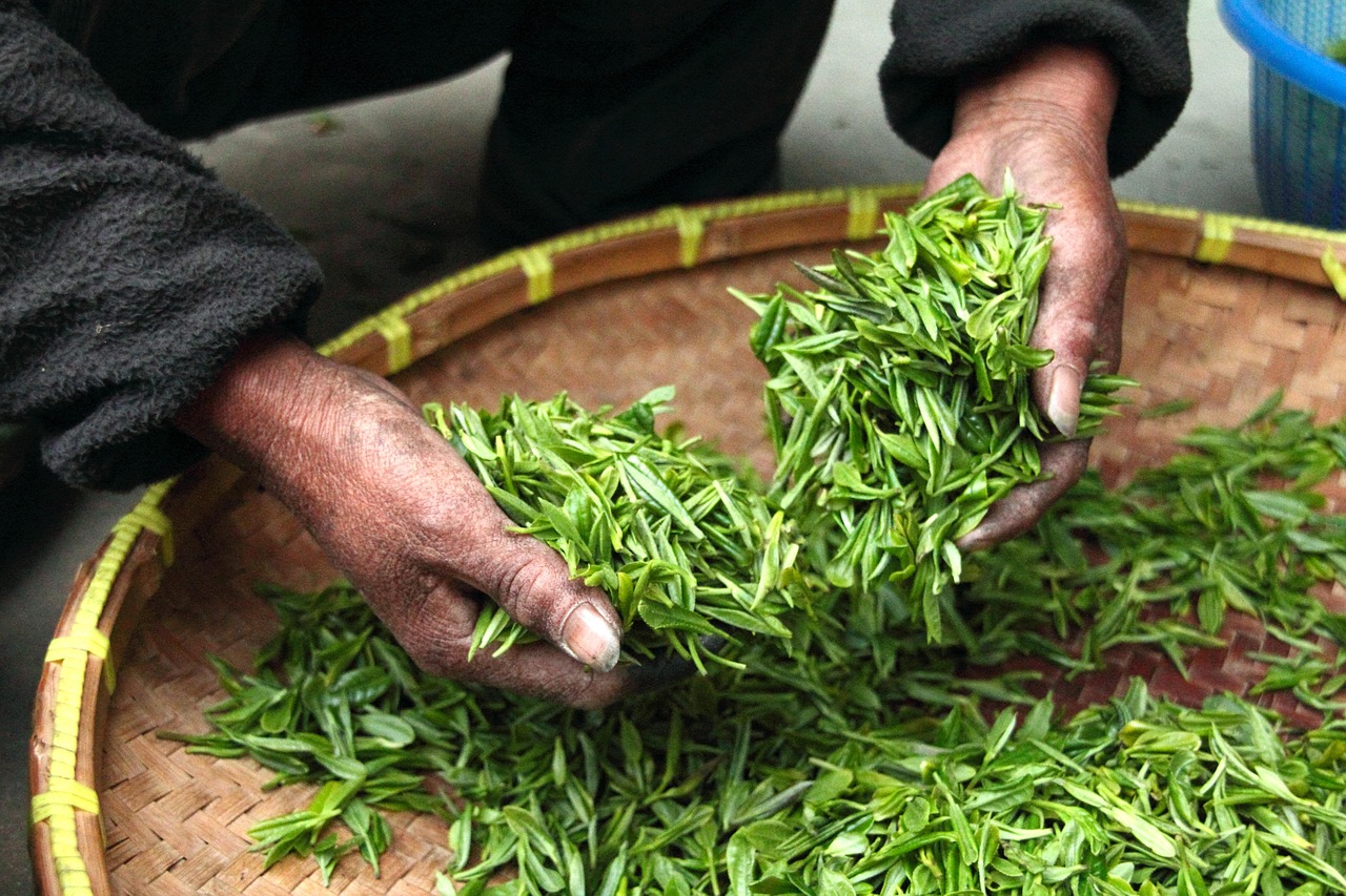 茶葉を手で摘むシーン——無農薬栽培は手間が10倍かかるが、茶葉の生命力が違う