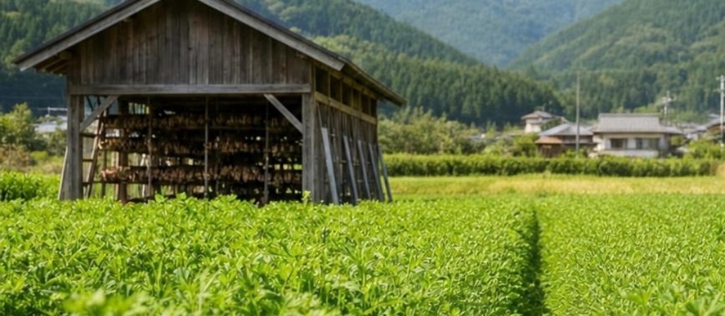 徳島県の契約畑。刈り取ったよもぎを干す小屋と、よもぎの畑。